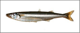 Especies de Pesca de Claromeco - ClaromecoNet.com